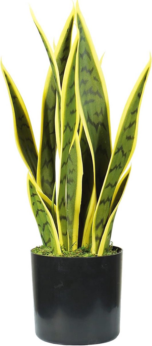 Serveerplaat 45 cm met 12 vellen