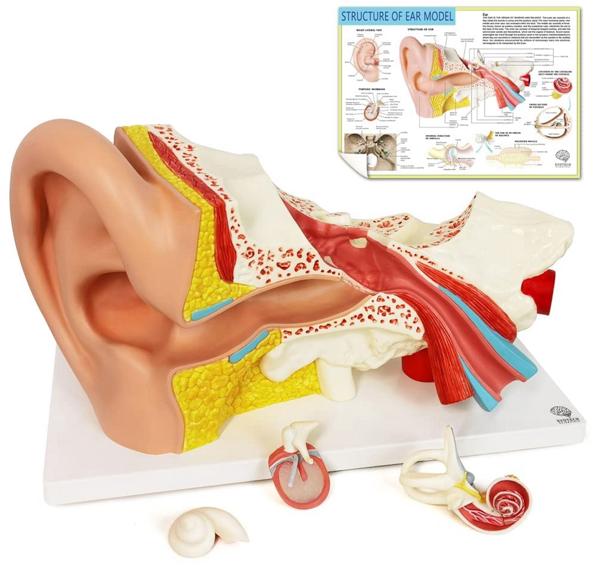 Vergroot Oor Anatomie Model 4 Delen voor Studie en Onderwijs