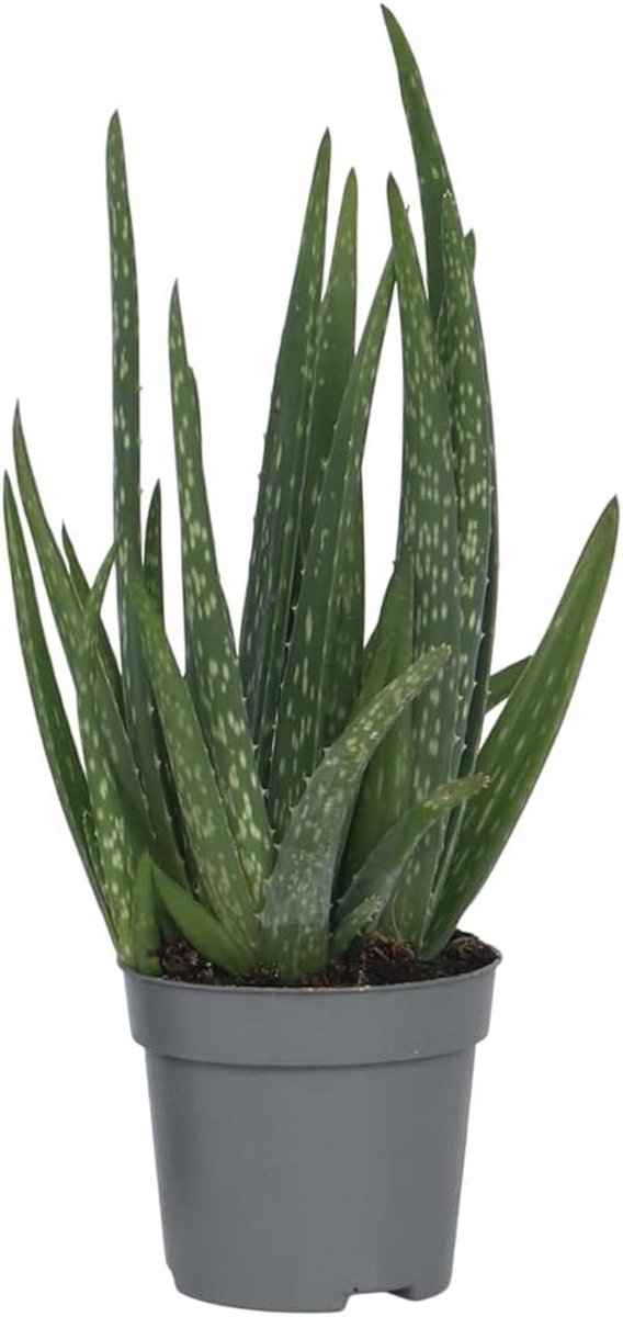 Aloe Vera Plant - Indoor House Plant - 25-40 cm - Easy Care