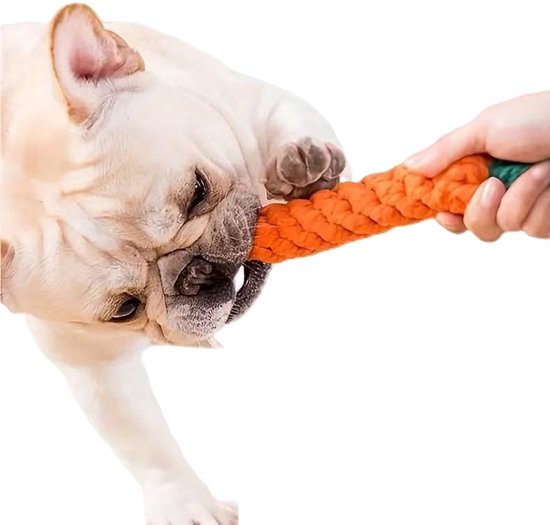 Franse Bulldog trekt aan oranje wortel speelgoed. Hand houdt speelgoed vast.