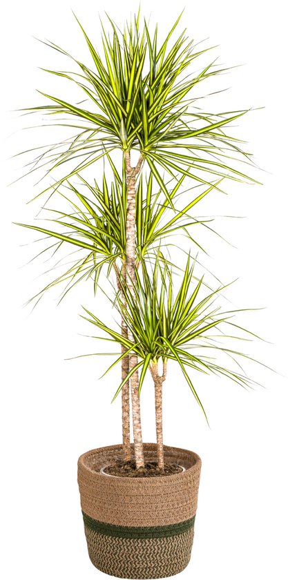 lachineuse - Feng Shui-boom 5 elementen - geïmproviseerde boom 12 cm - Japanse Aziatische decoratie - Bonzai Edelstenen - Traditioneel Japans Zen Object