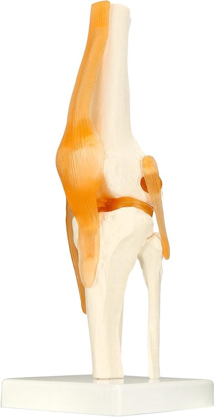 35 cm mensskeletmodel, anatomie modelkubus, afneembare torso, menselijk lichaam anatomie model