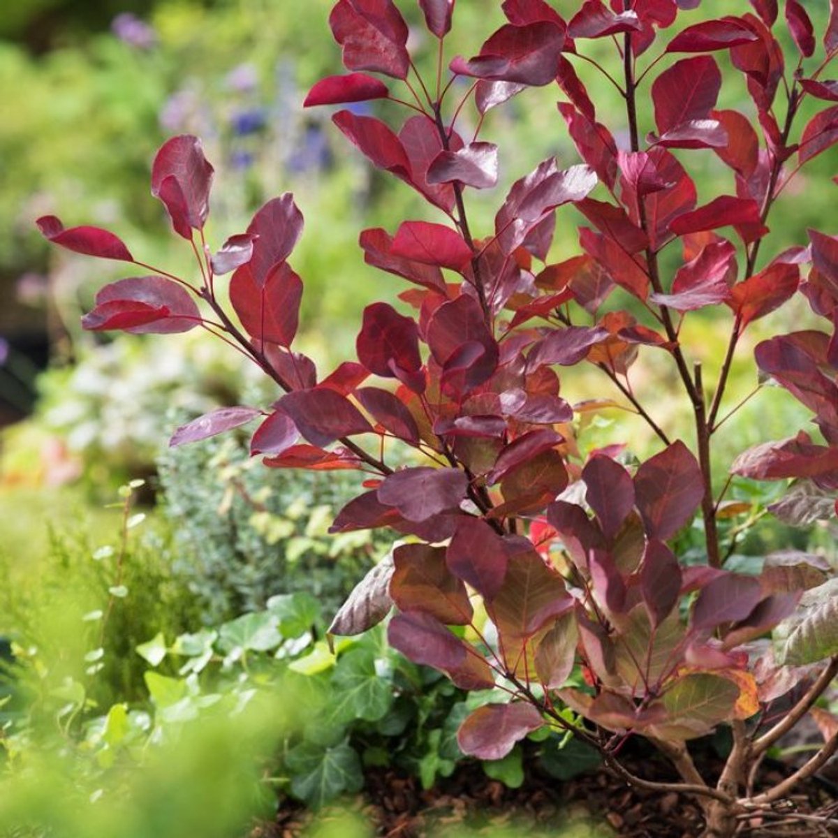 Plants Online BV - Planten - Tuinplanten - Heesters - Set van 1 - Cotinus Dusky Maiden