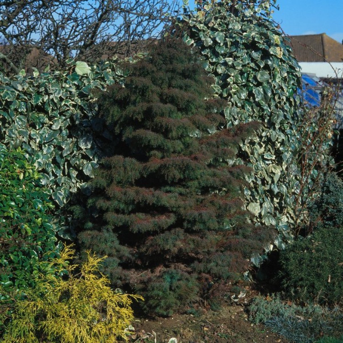 Plants Online BV - Planten - Haagplanten - Coniferen - Tuinplanten - Sier coniferen - Set van 1 - Japanse ceder 'Elegans'