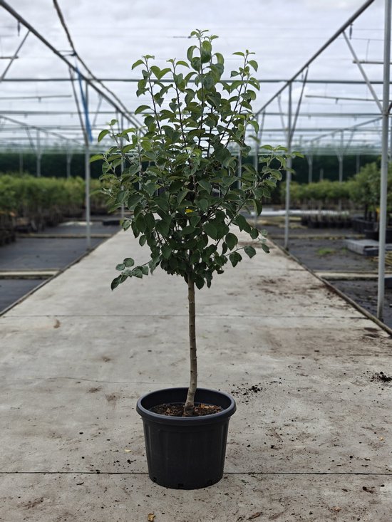 Jonge appelboom 'Jonagold' met veel groene bladeren in een zwarte pot.