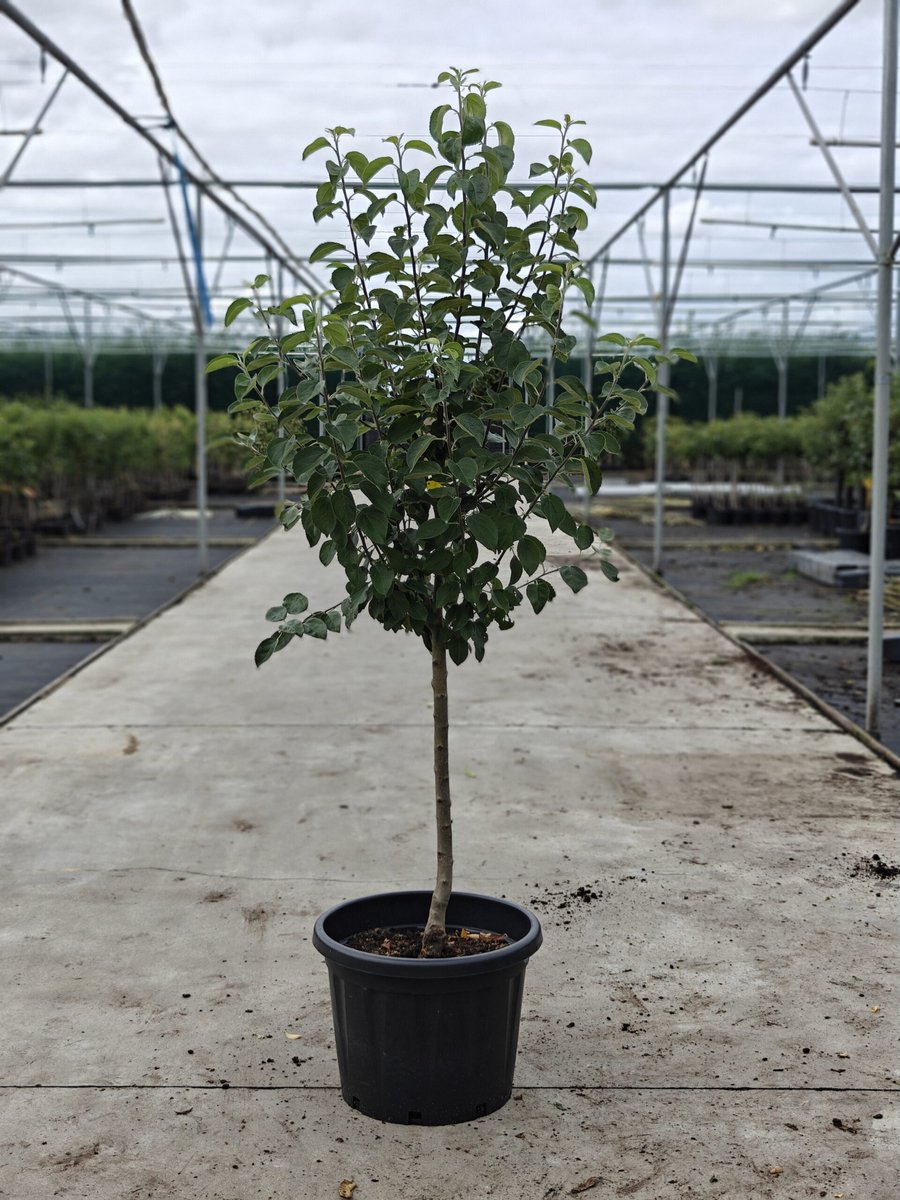 Malus domestica - Oude Appelboom 'Groninger Kroon' - Onderstam M111- 45L pot - ca. 2m