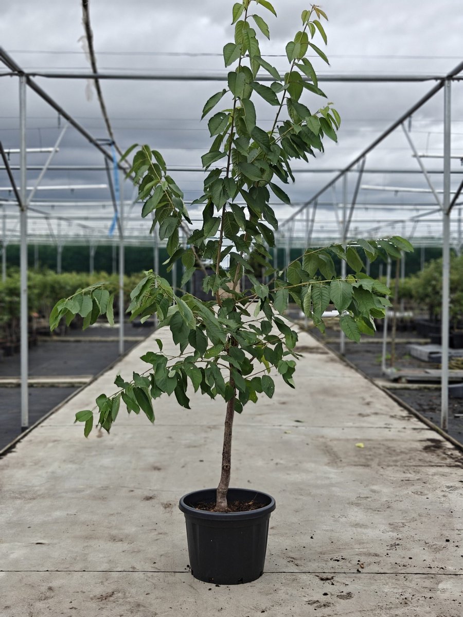 Prunus avium - Oude Kersenboom 'Regina' - Onderstam Colt - 45L pot - ca. 2m