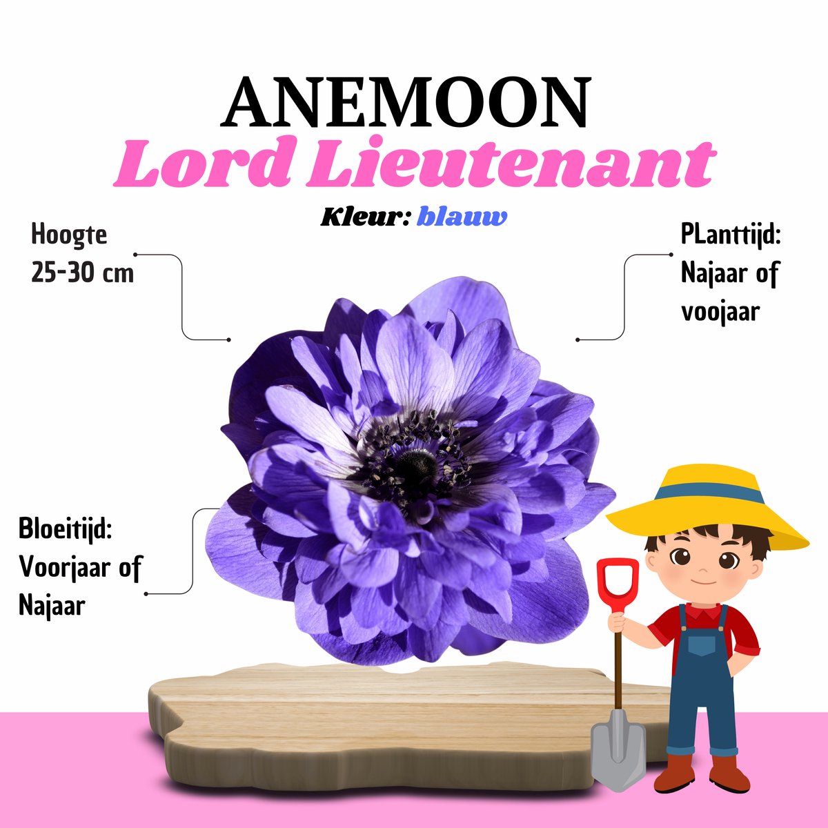 KH Bloembollen® Anemoon | Lord Lieutenant – Paars – 30 stuks – Premium Bloembollen voor Tuin & Balkon