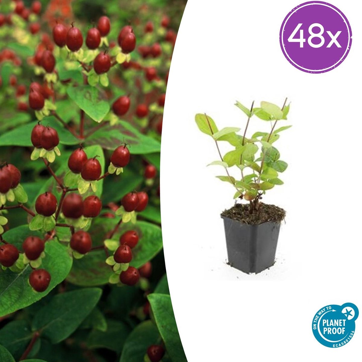 Trendyplants - Hypericum inodorum 'Beauty' - 48 stuks - Hertshooi - Winterhard - Hoogte 10-30 cm - Potmaat Ø9cm