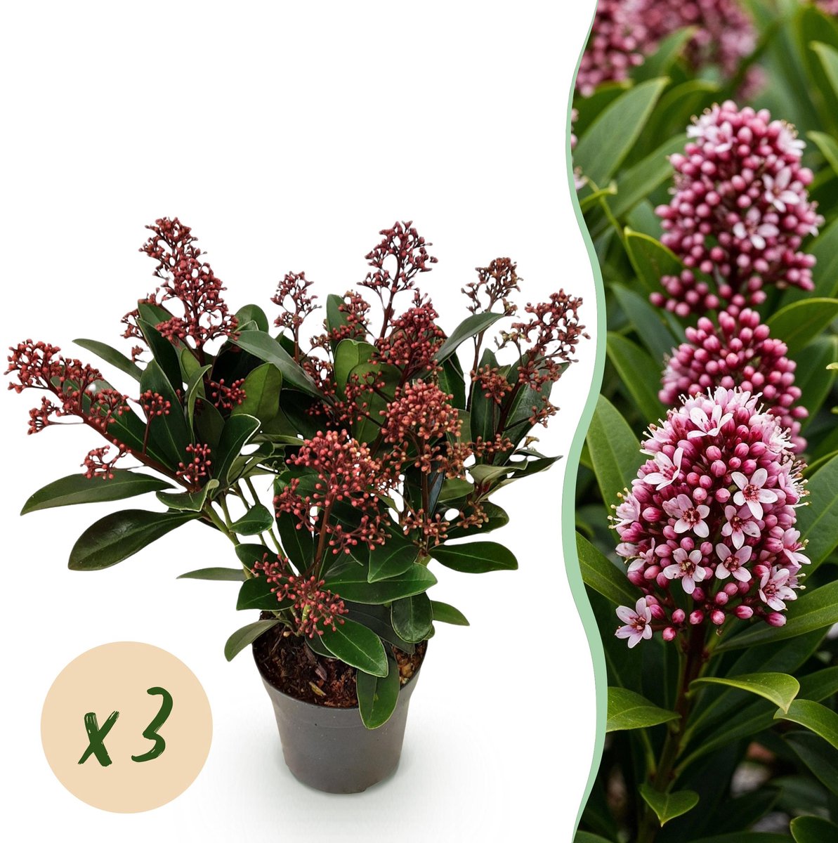 Plantenboetiek.nl | Skimmia japonica Rubella - Bloem Rood - 10+ Bloemen - 3 Planten - Winterhard - Ø10,5cm - 25cm hoog - Tuinplant
