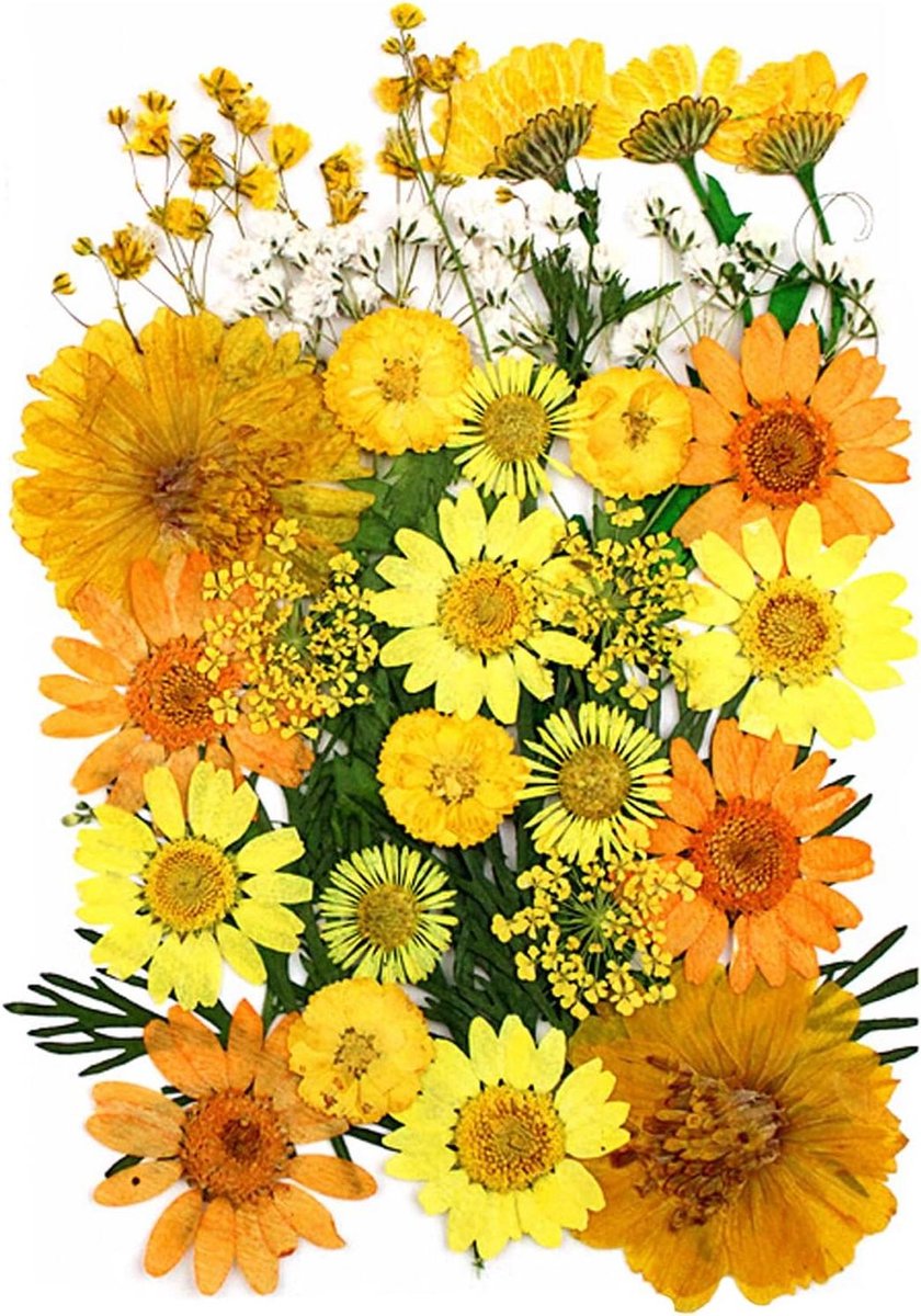 Cosensi - Gedroogde bloemen mix voor doe-het-zelf decoratie en handwerk - 32 stuks