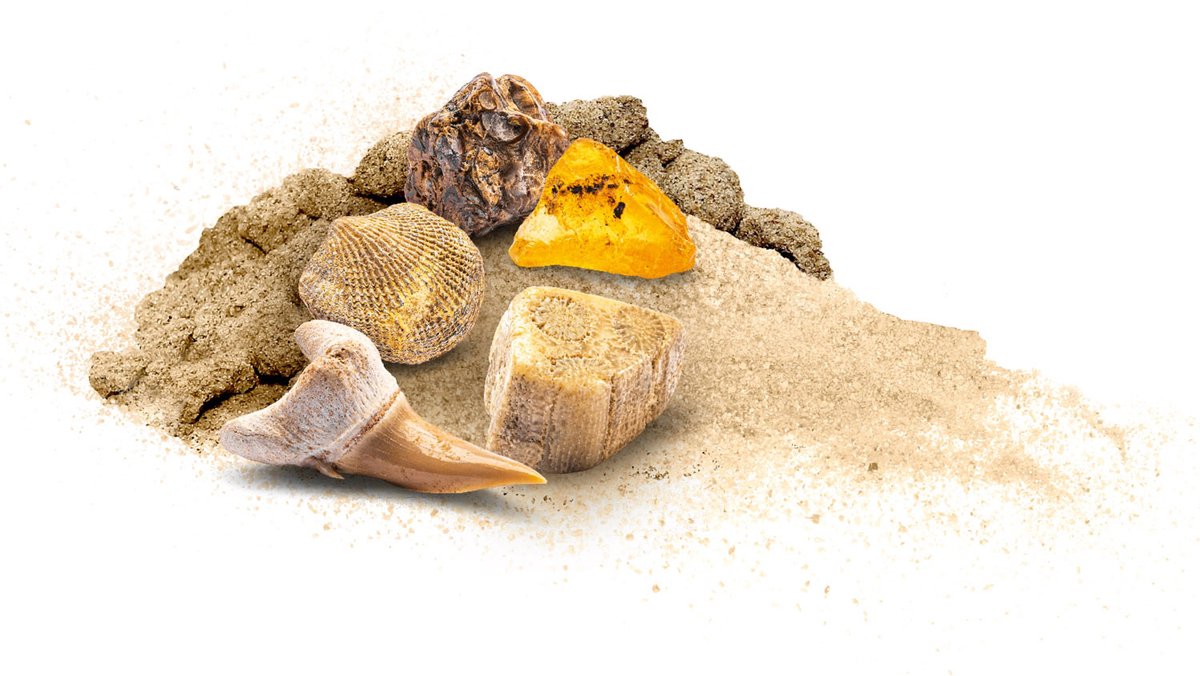 KOSMOS Dig Out Fossils - Opgravingsset - Graaf Echte Fossielen Op - Inclusief Barnsteen, Steenkoraal en Fossiele Schelpen - Archeologie voor Kinderen - STEM Speelgoed - Vanaf 7 Jaar — afbeelding 8