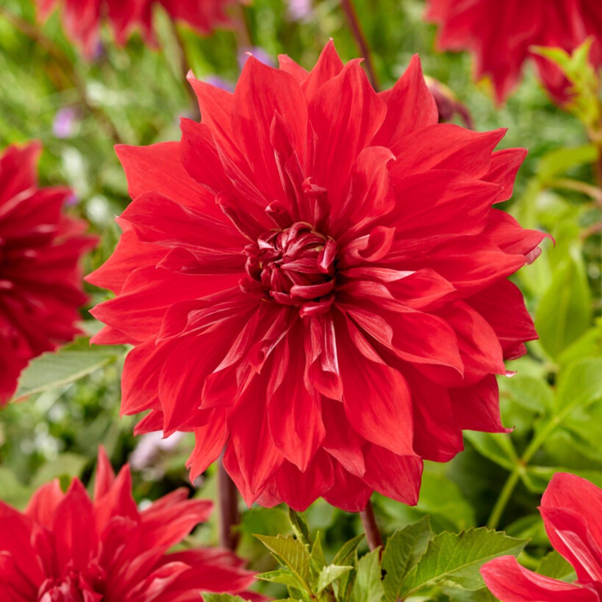 Tuindahlia (Dahlia Hortensis) - Dahlia Dinnerplate Babylon - Bijen-Vlinders - Snijbloemen - Zomerbollen