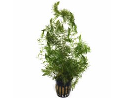 Moerings Ceratophylum Demersum | Gehoornd hoornblad | in 5 cm pot