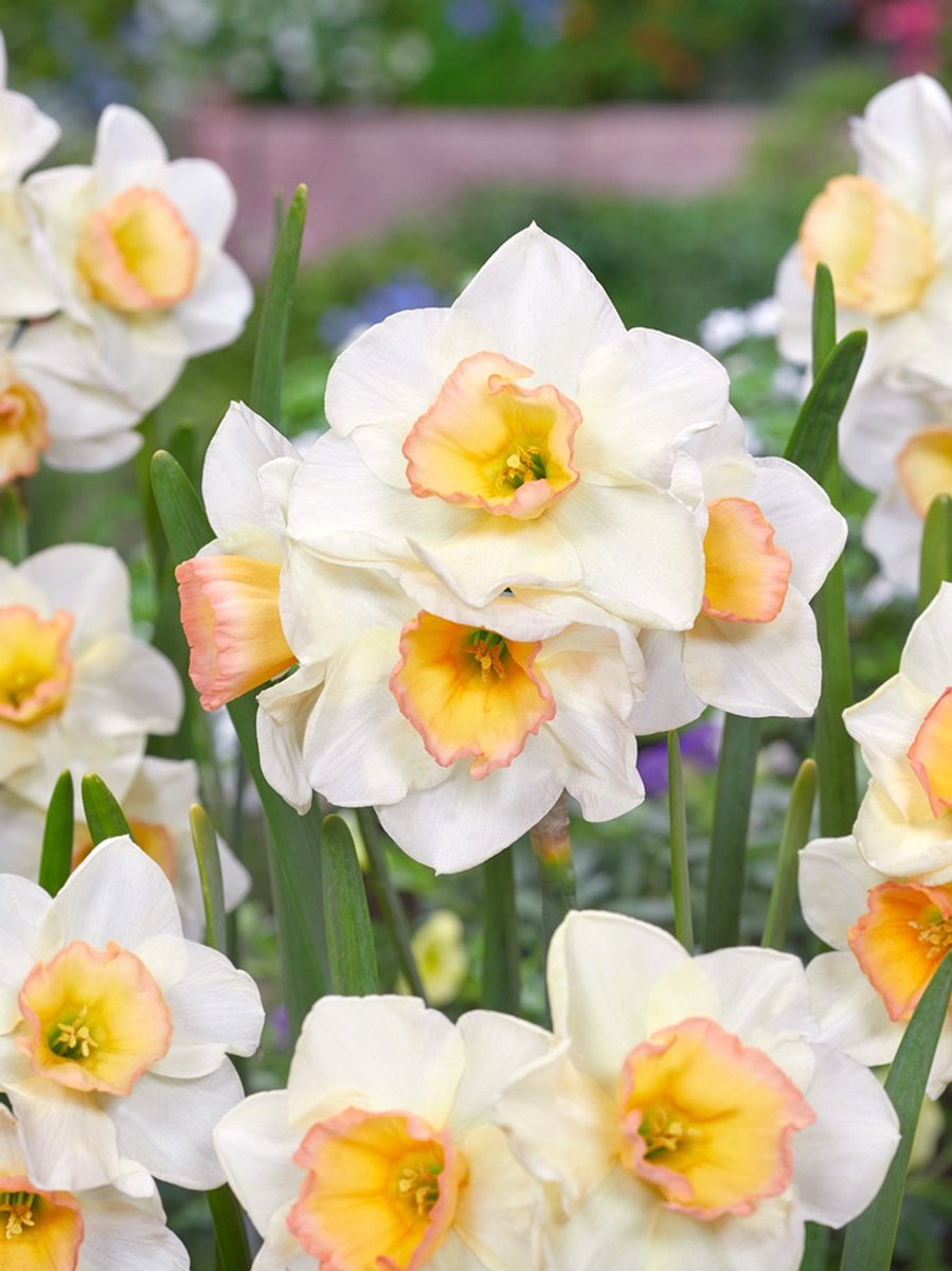 15x Narcissen 'Yazz' - BULBi® Bloembollen met bloeigarantie