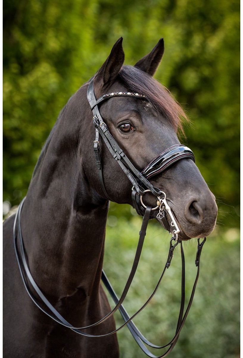 HB STANG & TRENSHOOFDSTEL SHOWTIME SPECIAL FOR YOU 2.0 Zwart
