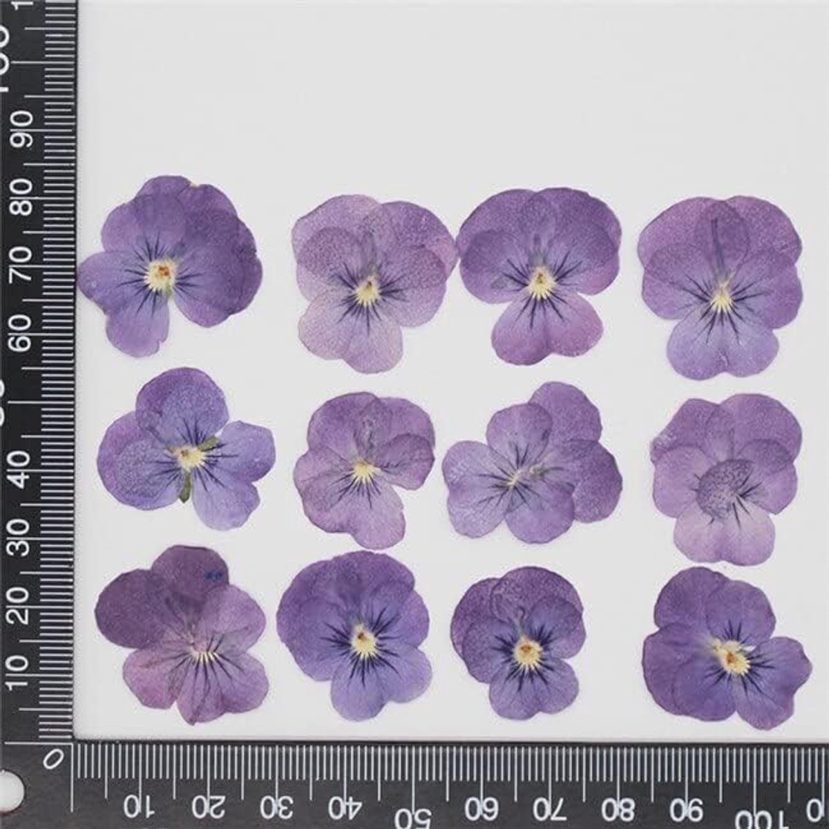 Gedroogde Viooltjes - Persbloemen Set - Creatieve Projecten - Natuurlijk Geperst - 1-4 cm - Paars Mix
