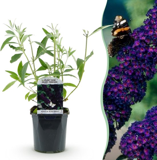 Buddleia davidii Black Night - Buddleia davidii Black Night - Bloem violette - 1 plante - Caduque - Attire les papillons - Pot 17cm Hauteur 25cm