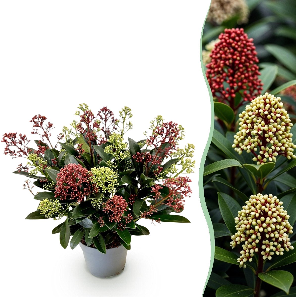 Green boutiQ - Terrasplant - Skimmia japonica Festival - Bloem Wit & Rood - 15+ Bloemen - 1 Plant - Winterhard - Pot 15cm Hoogte 30cm