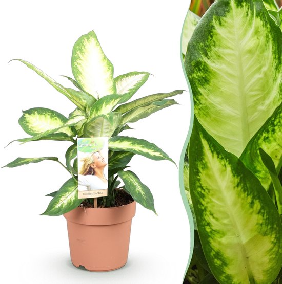 Dieffenbachia Camilla kopen