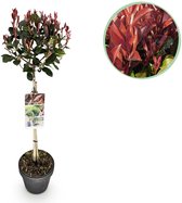 Green boutiQ - Plant op Stam - Photinia fraseri Little Red Robin - Terras Plant - Bladhoudend - Winterhard - Groen-Rood Blad - Pot 19cm Hoogte 90cm