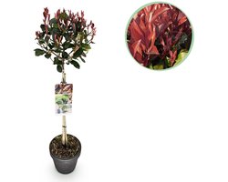 Green boutiQ - Plant op Stam - Photinia fraseri Little Red Robin - Terras Plant - Bladhoudend - Winterhard - Groen-Rood Blad - Pot 19cm Hoogte 90cm