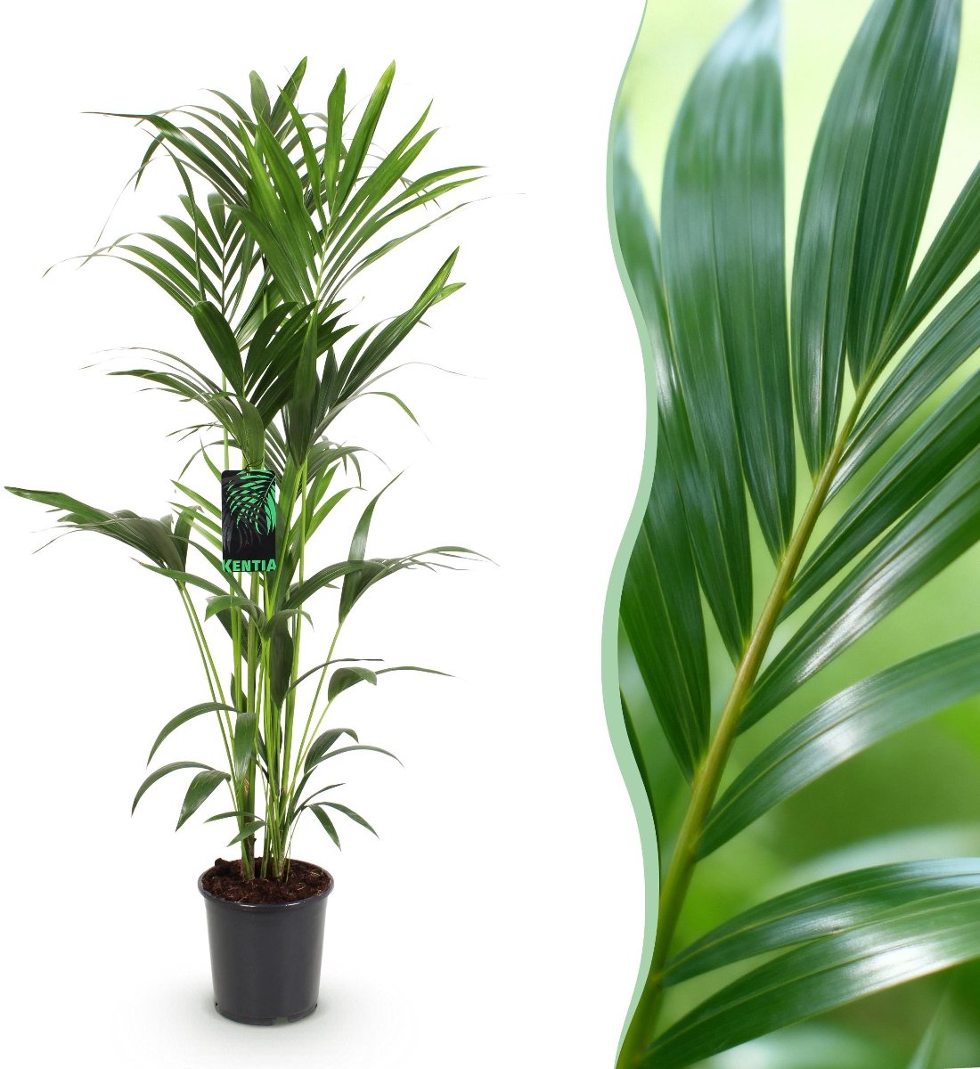 Green boutiQ - Kamerplant - Howea Forsteriana - Kentia Palm - Weinig Onderhoud - Groen - 1 plant - Pot 24cm - Hoogte 140-150cm