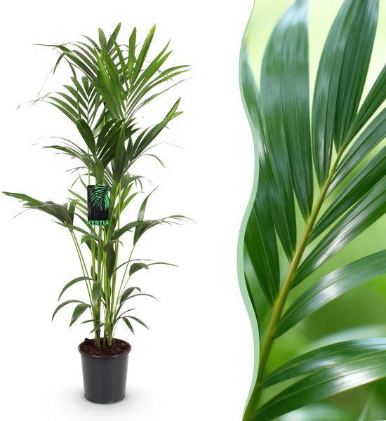 Green boutiQ - Kamerplant - Howea Forsteriana - Kentia Palm - Weinig Onderhoud - Groen - 1 plant - Pot 24cm - Hoogte 140-150cm