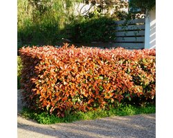 Haagplanten - Photinia fraseri Red Robin - groen rood - 6 planten - 1 strekkende meter - groenblijvend - pot 17cm hoogte 50cm