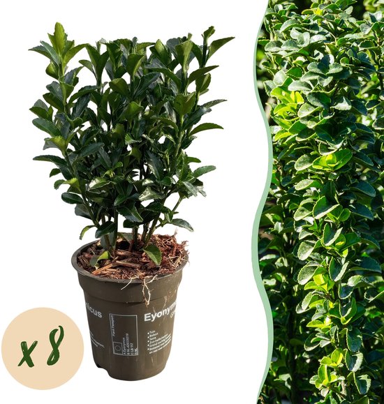 Haagplanten - Euonymus japonica Green Spire - blad groen - 8 planten - 1 strekkende meter - groenblijvend - pot 9cm hoogte 20-25cm