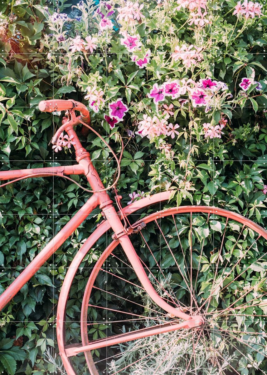 IXXI Pink Bicycle, Pati Photography - 100 x 140 cm - Gratis ophangtool - Grote wanddecoratie en posters - Kleurrijk, Vintage, Fotografie, Keuken