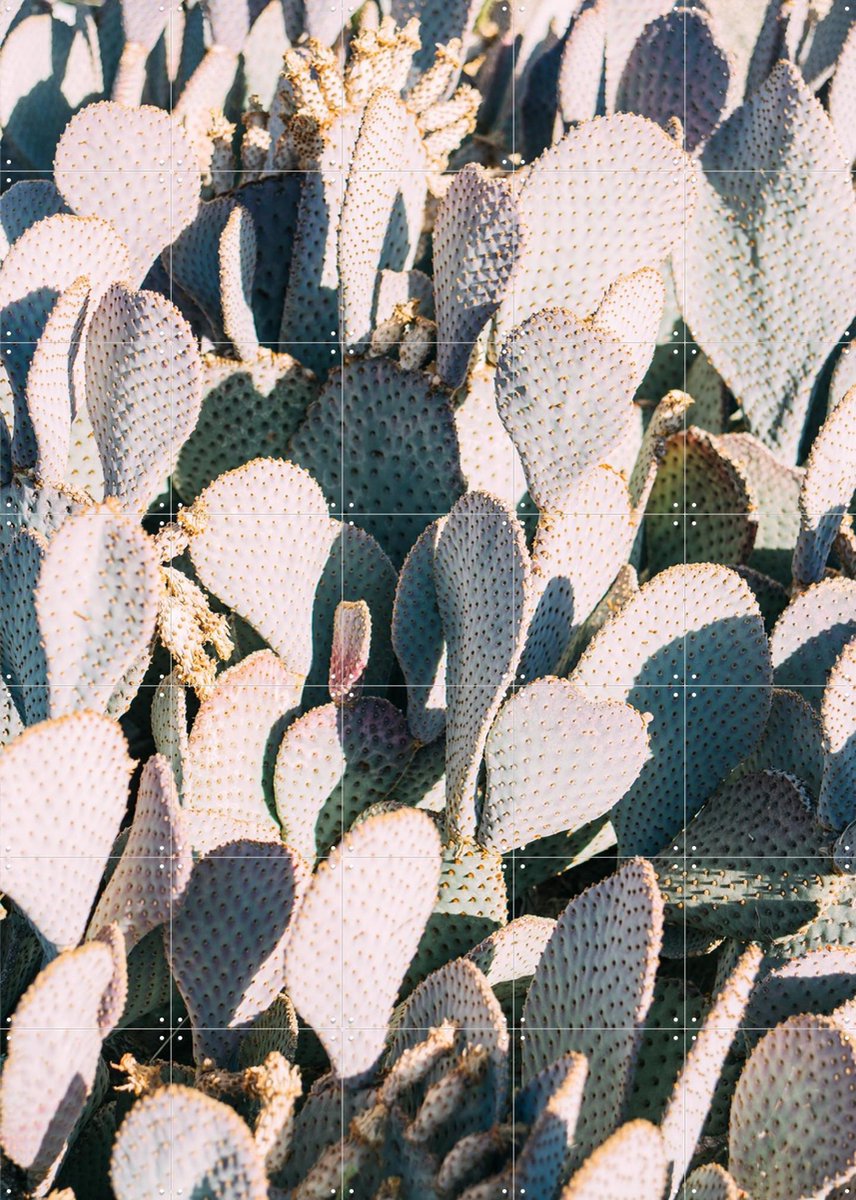 IXXI Blue Cacti Garden, Pati Photography - 100 x 140 cm - Gratis ophangtool - Grote wanddecoratie en posters - Fotografie, Woonkamer, Slaapkamer
