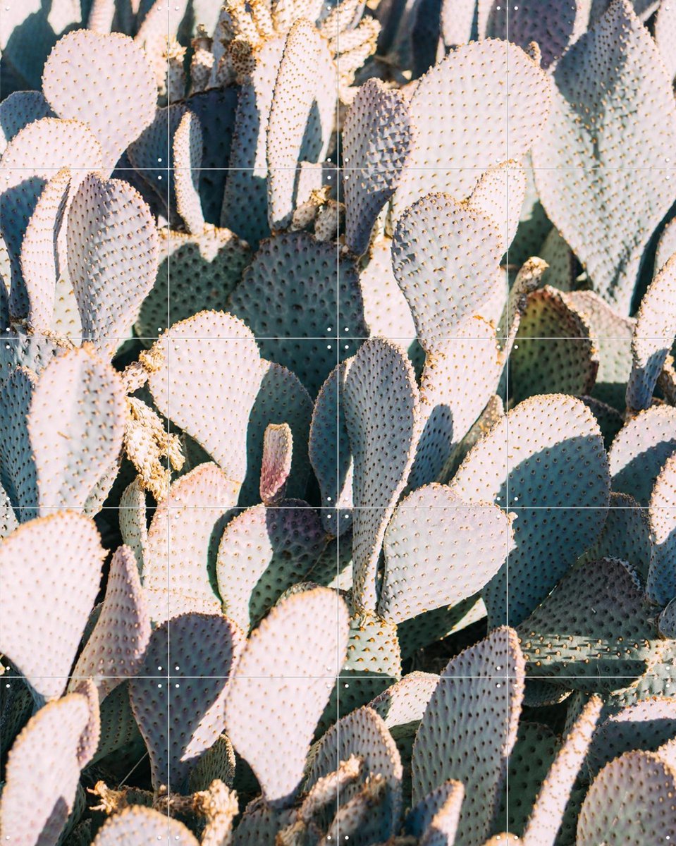 IXXI Blue Cacti Garden, Pati Photography - 80 x 100 cm - Gratis ophangtool - Grote wanddecoratie en posters - Fotografie, Woonkamer, Slaapkamer