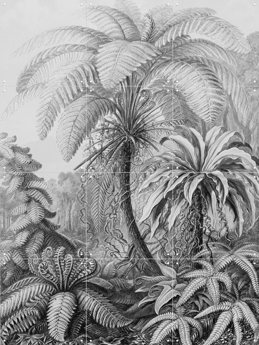 IXXI Ferns, Ernst Haeckel & Victoria and Albert Museum - 60 x 80 cm - Gratis ophangtool - Grote wanddecoratie en posters - Naturalisme, Klassiek