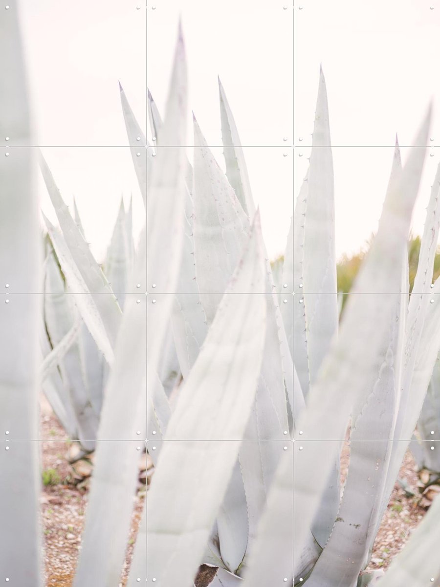 IXXI Bright Agave Plants, Pati Photography - 60 x 80 cm - Gratis ophangtool - Grote wanddecoratie en posters - Fotografie, Planten, Botanisch, Natuur