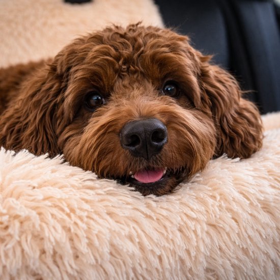 Luxe Autostoel Hond - Opvouwbare Hondenmand Auto - Reisbench Hond Automand Hond Hondenstoel Zwart Luxe Autostoel Hond - Opvouwbare Hondenmand Auto - Reisbench Hond Automand Hond Hondenstoel Zwart