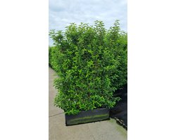 Set van 3 | Portugese laurier 'Brenelia' Kant-en-klaar Hagen 160 cm Kant-en-klaar Hagen - Bloeiende plant - Compacte groei - Geschikt als hoge en lage haag - Insectenlokkend - Populair bij vogels - Wintergroen**Inclusief GRATIS druppelslang**