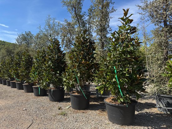 Nool Tree Sunny Tree - Magnolia Grandiflora ‘Gallisoniensis’ - 240 cm ...