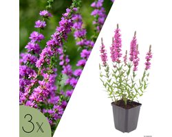 NatureNest | Kattenstaart | Set van 3 vaste planten | Lythrum salicaria | Bijvriendelijke oeverplant