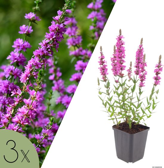 NatureNest | Kattenstaart | Set van 3 vaste planten | Lythrum salicaria | Bijvriendelijke oeverplant