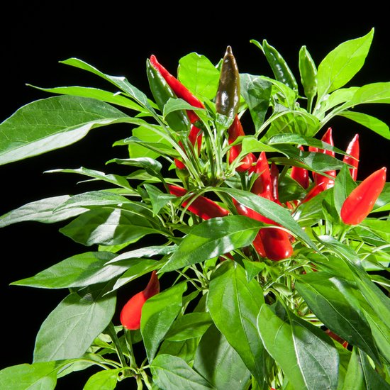 NatureNest | Hot Chili peper plant | set | Capsicum annuum | eetbare ...