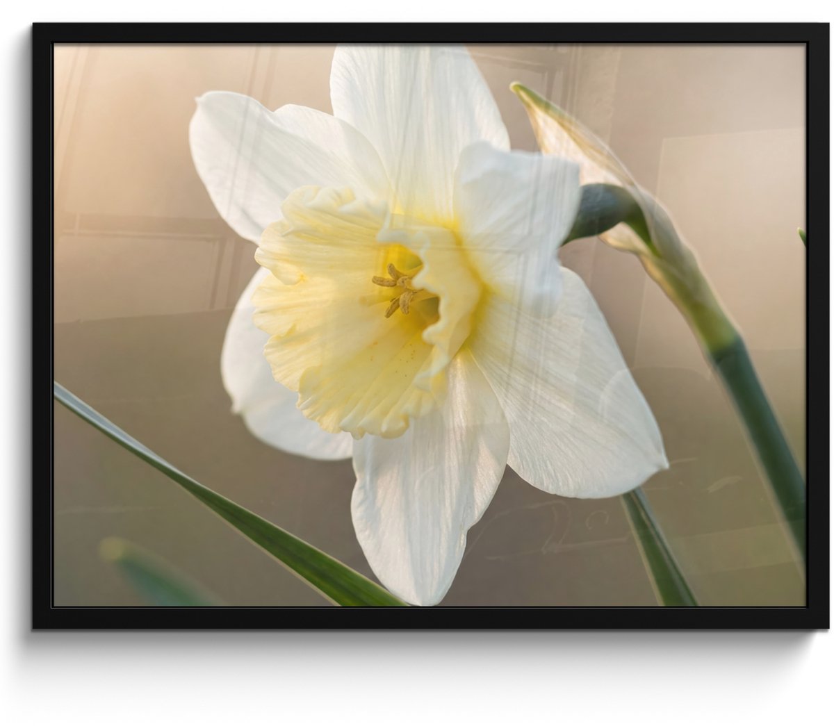 FrameYourWall Poster in lijst - Fotolijst 80x60 cm - Posters - Narcis - Bloem - Minimalistisch - Posterlijst zwart - Decoratie - Wanddecoratie woonkamer - Muurdecoratie slaapkamer Narcist - Bloem - Minimalistisch