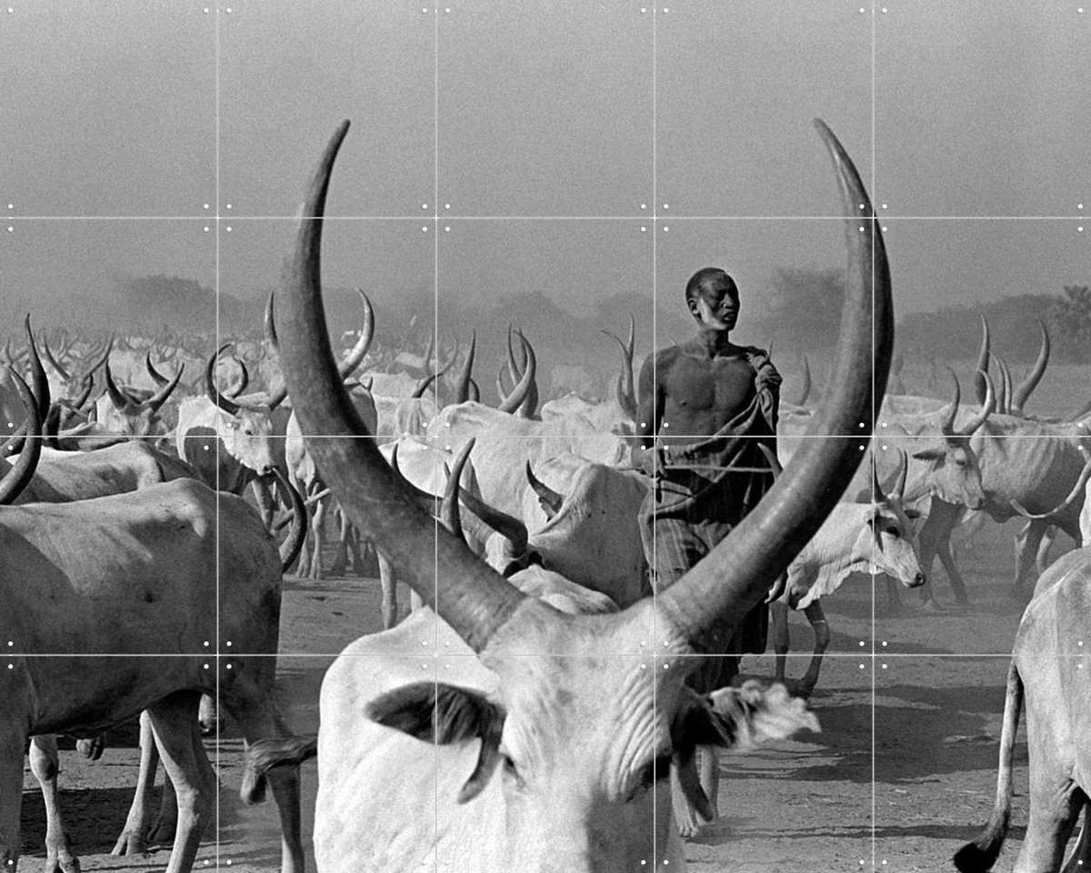 IXXI Dinka Cows with Pastor, Teun Voeten - 100 x 80 cm - Gratis ophangtool - Grote wanddecoratie en posters - Fotografie, Vintage, Gang, Woonkamer