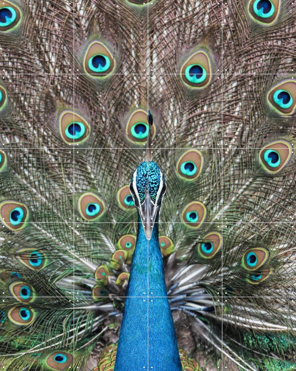 IXXI Peacock in India, Photolovers - 80 x 100 cm - Gratis ophangtool - Grote wanddecoratie en posters - Fotografie, Kleurrijk, Slaapkamer, Woonkamer