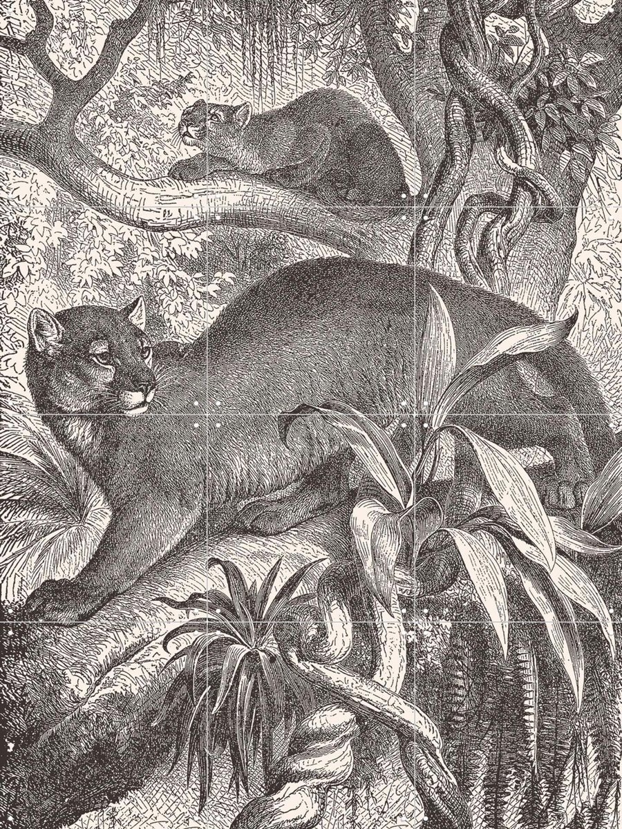 IXXI Puma and baby puma, Aster Edition - 60 x 80 cm - Gratis ophangtool - Grote wanddecoratie en posters - Illustraties, Vintage, Houtsnede