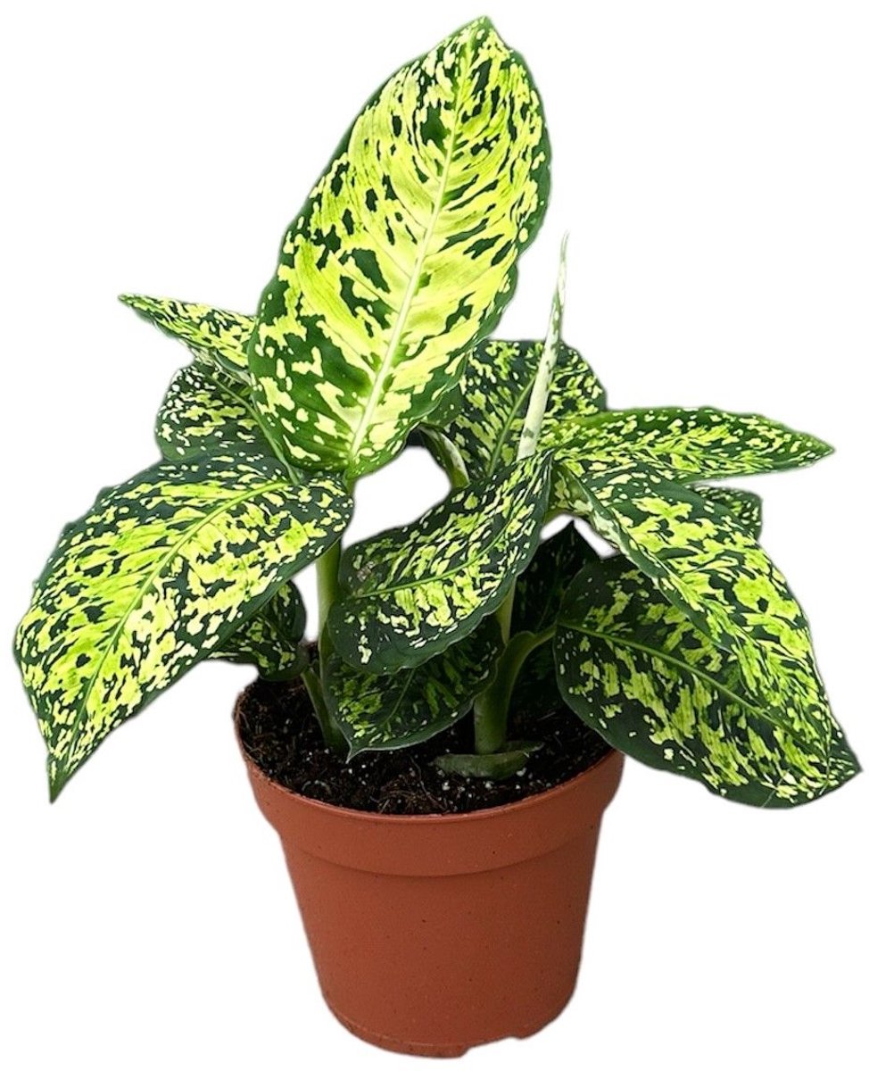 Dieffenbachia Reflector kopen