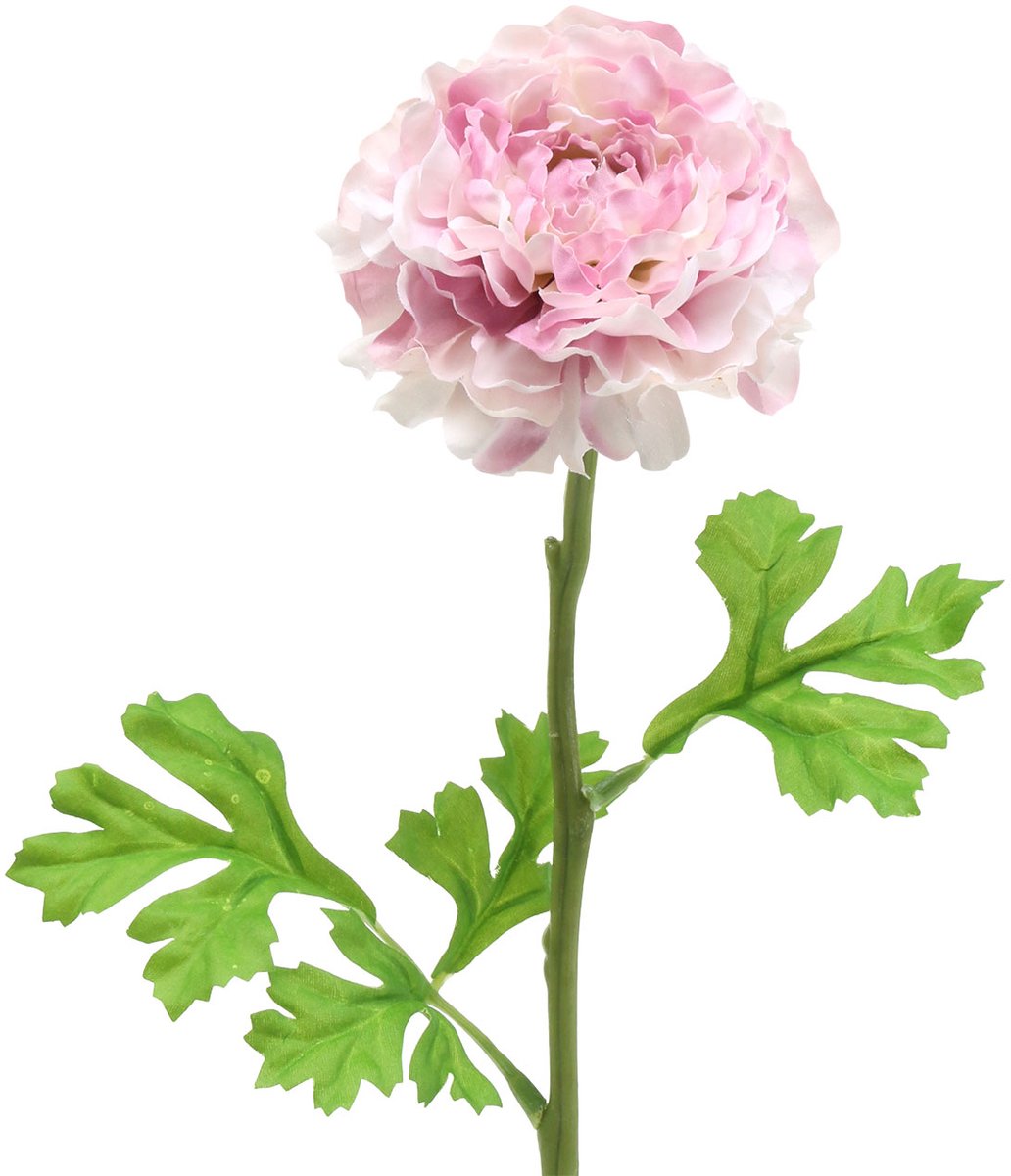 Ranunculus lila H45cm