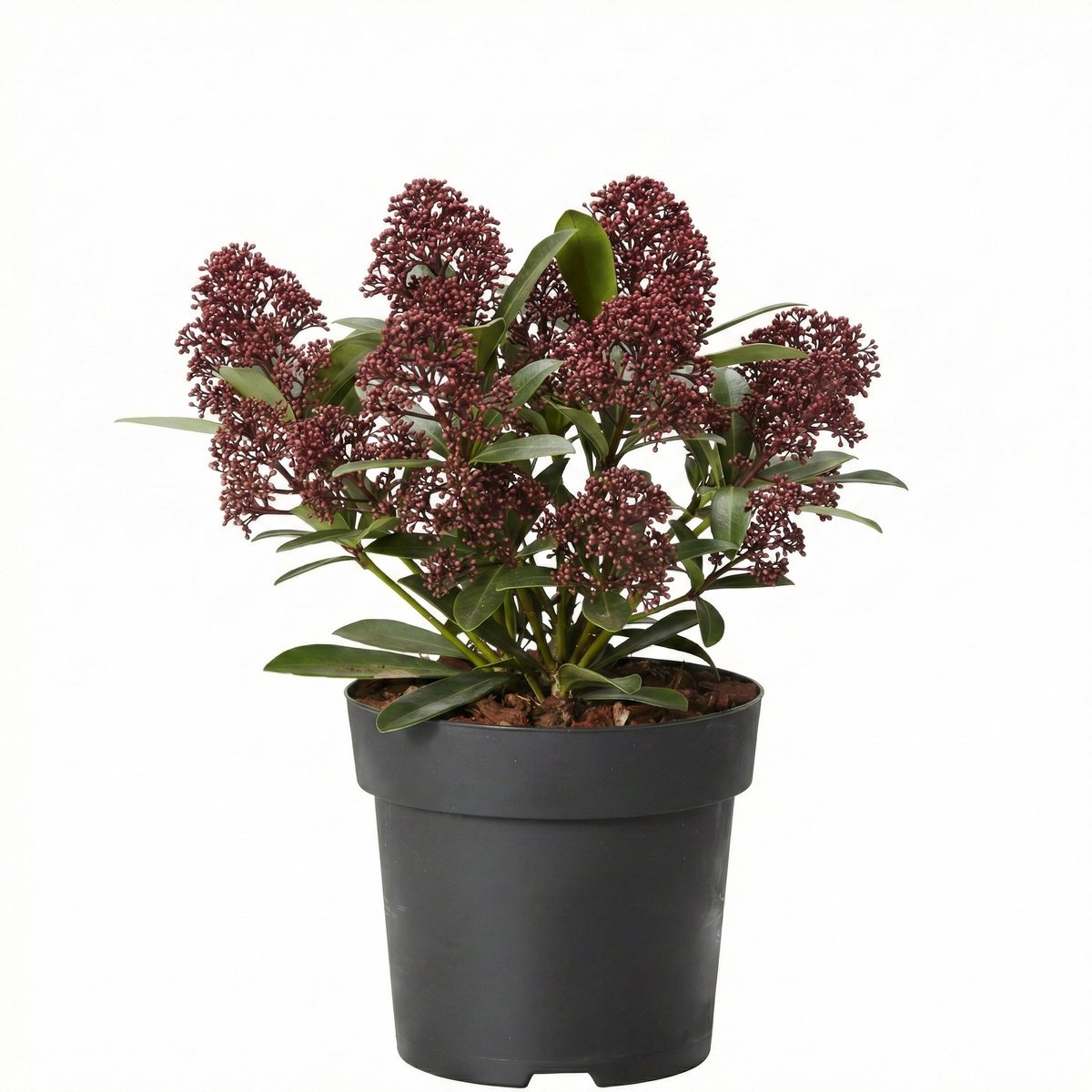 JUNAVERA Skimmia japonica 'Rubella' (Skimmia) | 25 cm hoog | In 9 cm pot | Wintergroene sierheester