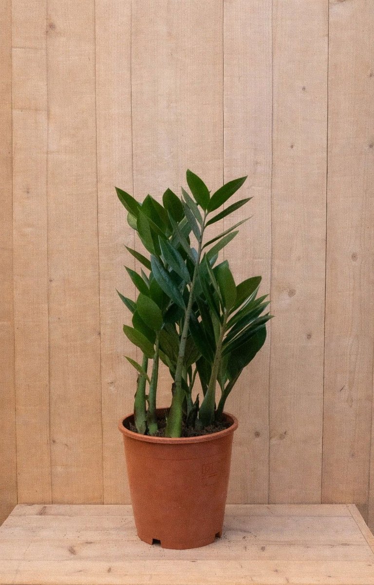Warentuin Natuurlijk - Emerald palm Zamioculcas potmaat 12 cm H20-40 cm kamerplant
