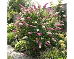 Bloomique - Set van 2 - Buddleja Davidii Duo Pink White - Vlinderstruik - Tuinplanten - Winterhard - Hoogte 30-40 cm - Pot 17 cm